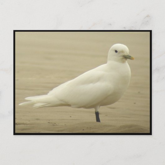 Ivory gull Briefkaart (Voorkant)