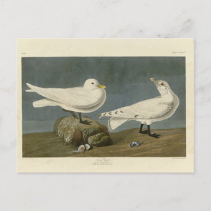 Ivory Gull - John James Audubon's Birds of America Briefkaart