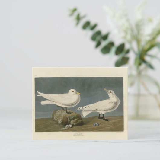 Ivory Gull - John James Audubon's Birds of America Briefkaart (Staand voorkant)