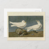 Ivory Gull - John James Audubon's Birds of America Briefkaart (Voorkant / Achterkant)