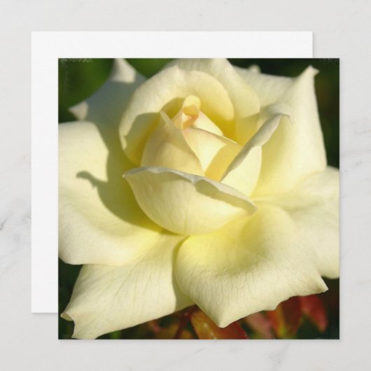 Ivory Roos Uitnodiging (Voorkant / Achterkant)