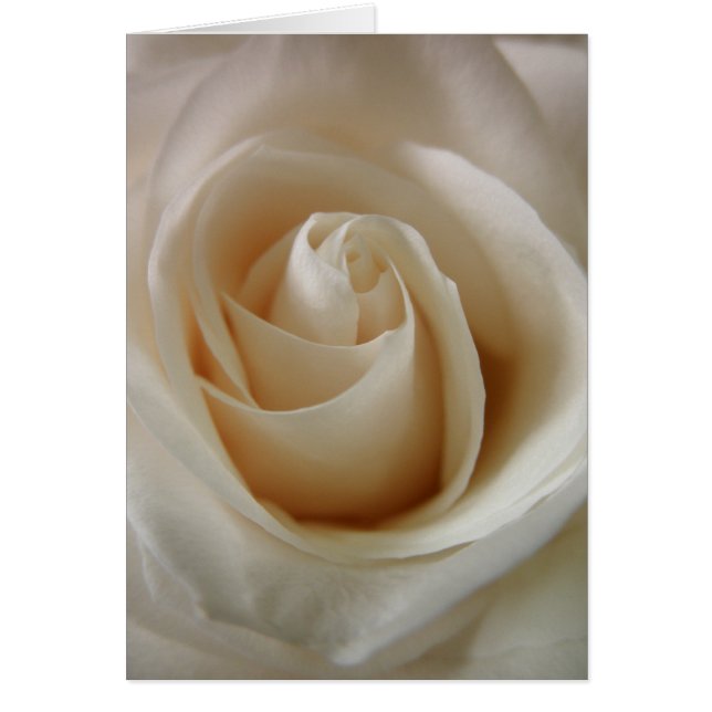 Ivory White Rose Flower (Voorkant)