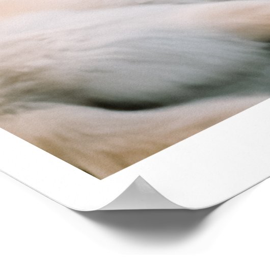 Ivory Wolf Chroma | Wolven en een auto Poster (Hoek)