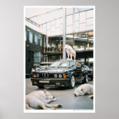 Ivory Wolf Chroma | Wolven en een auto Poster (Voorkant)