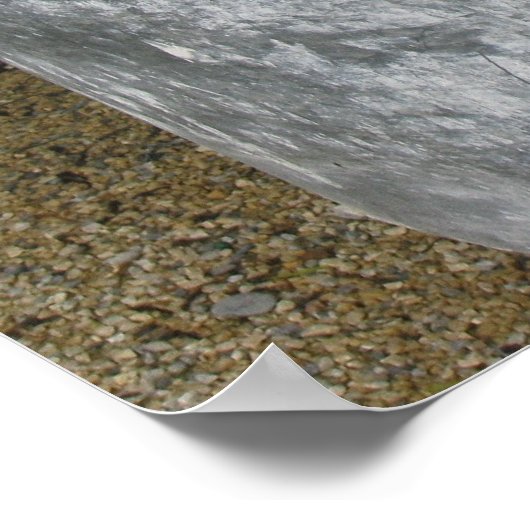 Ivory Zinnias Poster (Hoek)