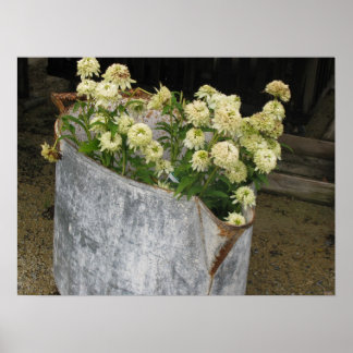 Ivory Zinnias Poster