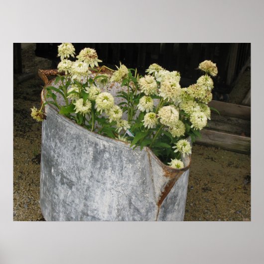 Ivory Zinnias Poster (Voorkant)