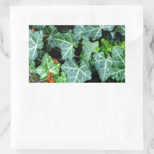 Ivy and field stone rechthoekige sticker (Tas)