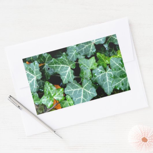 Ivy and field stone rechthoekige sticker (Envelop)