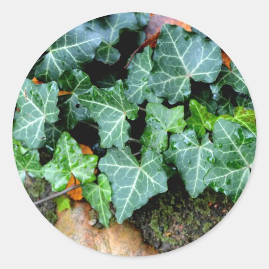 Ivy and field stone ronde sticker (Voorkant)