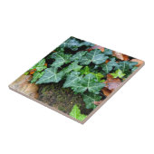 Ivy and field stone tegeltje (Zijkant)