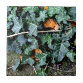 Ivy and field stone tegeltje (Voorkant)