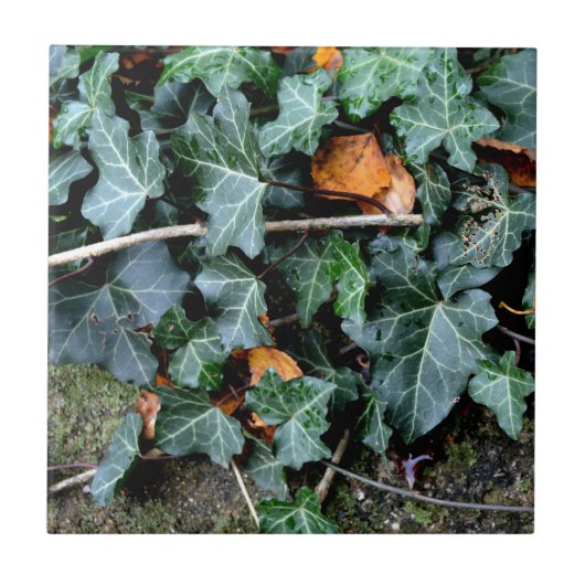 Ivy and field stone tegeltje (Voorkant)