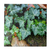 Ivy and field stone tegeltje (Voorkant)