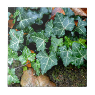 Ivy and field stone tegeltje