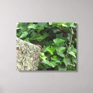Ivy and Lichens - Martha's Vineyard Canvas Afdruk