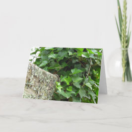 Ivy and Lichens - Martha's Vineyard Kaart