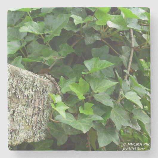 Ivy and Lichens - Martha's Vineyard Stenen Onderzetter (Voorkant)
