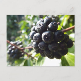 Ivy Berries Briefkaart