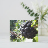 Ivy Berries Briefkaart (Staand voorkant)