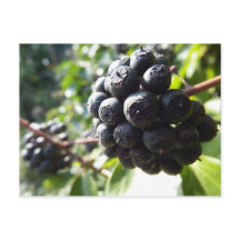 Ivy Berries Briefkaart