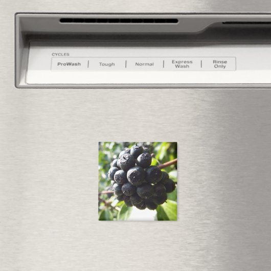 Ivy bessen magneet (Insitu (Vaatwasser))