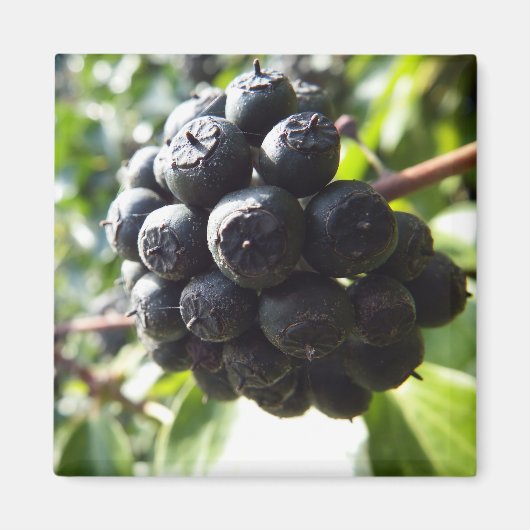 Ivy bessen magneet (Voorkant)