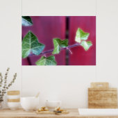 Ivy bladeren poster (Keuken)