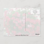 Ivy Geranium (Pelargonium Peltatum) bloemen Briefkaart (Achterkant)