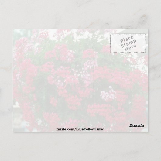 Ivy Geranium (Pelargonium Peltatum) bloemen Briefkaart (Achterkant)