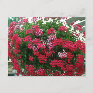 Ivy Geranium (Pelargonium Peltatum) bloemen Briefkaart