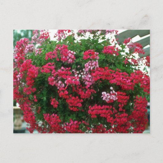 Ivy Geranium (Pelargonium Peltatum) bloemen Briefkaart (Voorkant)