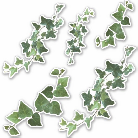 Ivy Gevarieerde en Engelse Ivy Vines en bladeren Sticker (Voorkant)