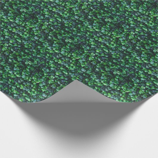 Ivy groene muur: natuurlijke oppervlakte. cadeaupapier (Hoek)