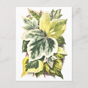 Ivy laat botanische illustratie briefkaart