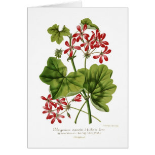 Ivy-leaf Geranium