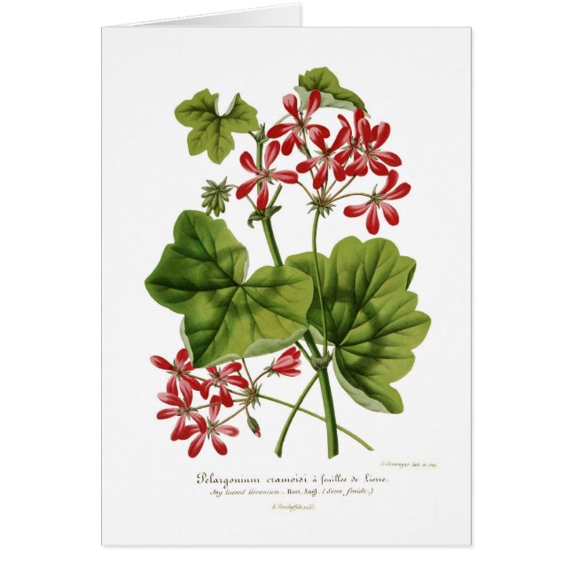 Ivy-leaf Geranium (Voorkant)