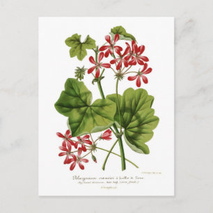 Ivy-leaf Geranium Briefkaart