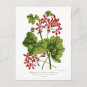 Ivy-leaf Geranium Briefkaart (Voorkant)