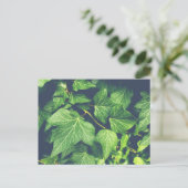 Ivy Leaf Green Leaves Briefkaart (Staand voorkant)