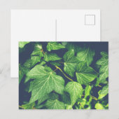 Ivy Leaf Green Leaves Briefkaart (Voorkant / Achterkant)