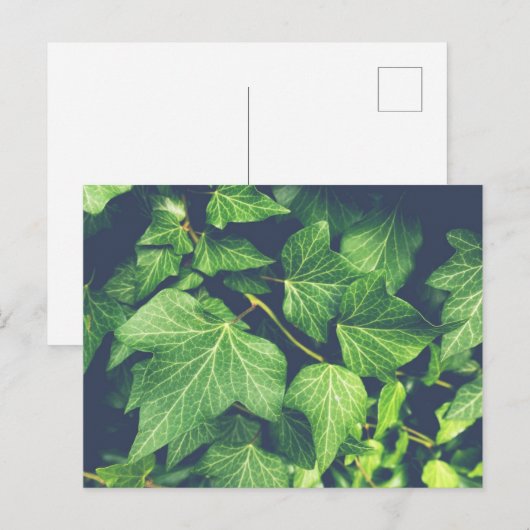 Ivy Leaf Green Leaves Briefkaart (Voorkant / Achterkant)