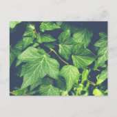 Ivy Leaf Green Leaves Briefkaart (Voorkant)