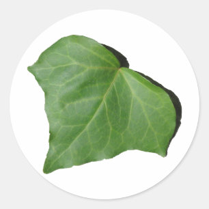 Ivy Leaf Ronde Sticker