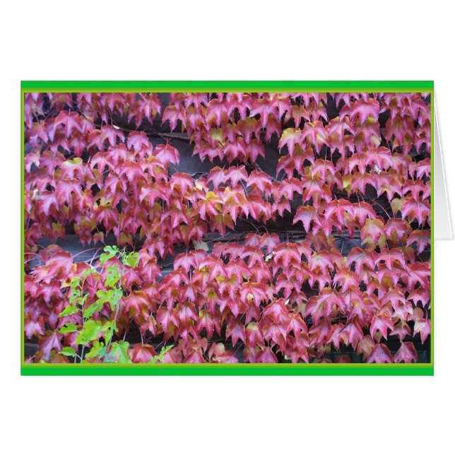 Ivy Leaques (Voorkant Horizontaal)