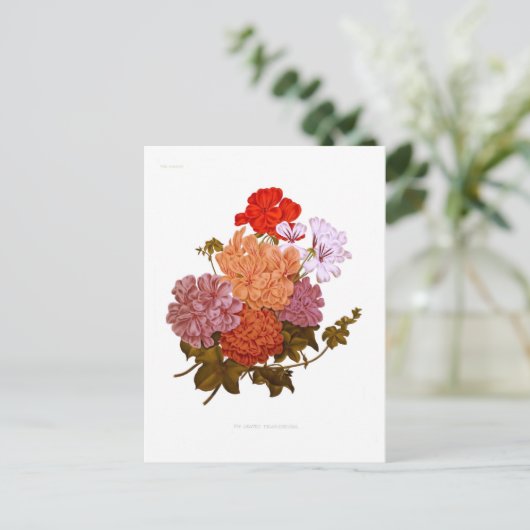 Ivy-leaved Pelargoniums Briefkaart (Staand voorkant)