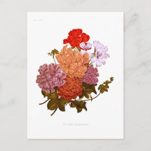 Ivy-leaved Pelargoniums Briefkaart