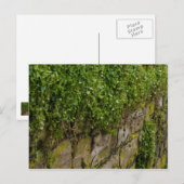 Ivy-muur Briefkaart (Voorkant / Achterkant)