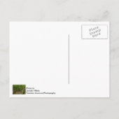 Ivy-muur Briefkaart (Achterkant)