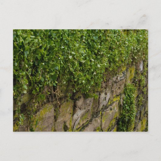 Ivy-muur Briefkaart (Voorkant)